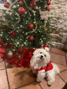 ❄️ Menù Invernale al Principato di Ariis 11 cena di natale principato di ariis 01 - Ristorante Ariis 3